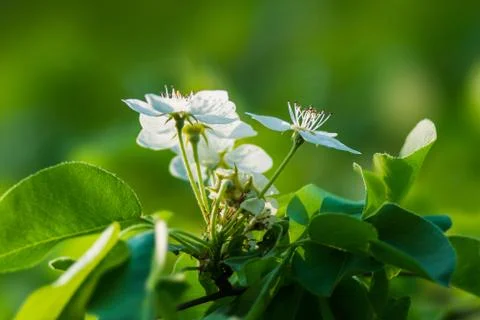 Spring Stock Photos