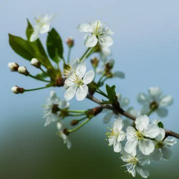 Spring Stock Photos