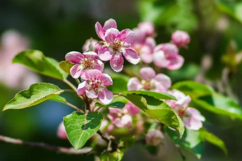 Spring Stock Photos