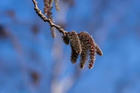 Spring Stock Photos