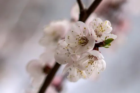 Spring Stock Photos