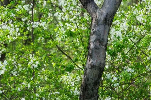 Spring Stock Photos