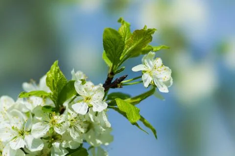 Spring Stock Photos