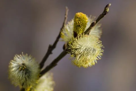 Spring Stock Photos
