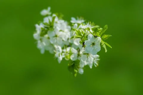 Spring Stock Photos