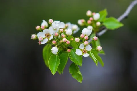 Spring Stock Photos