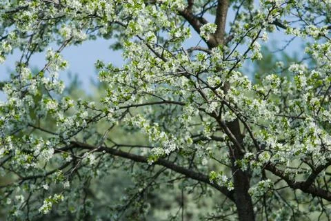 Spring Stock Photos