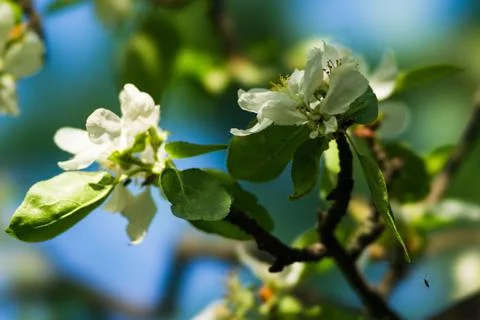 Spring Stock Photos