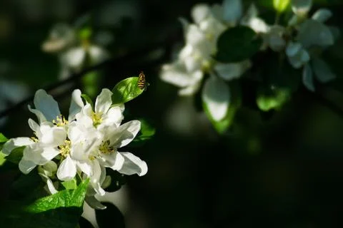 Spring Stock Photos