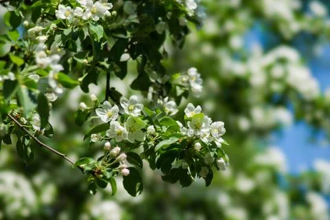Spring Stock Photos