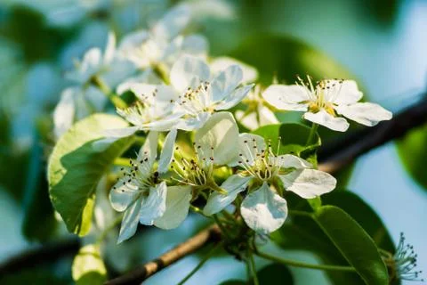 Spring Stock Photos