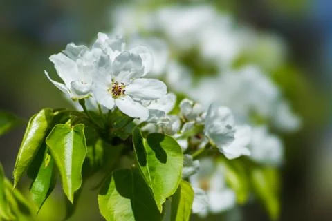 Spring Stock Photos