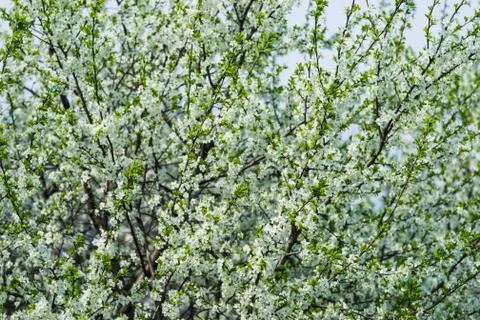 Spring Stock Photos