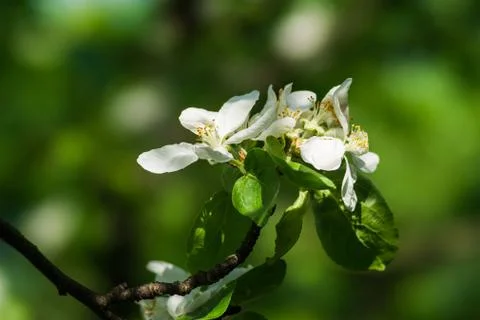 Spring Stock Photos