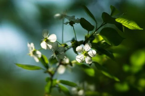 Spring Stock Photos