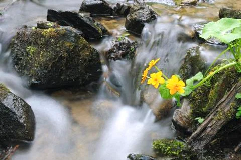 Spring Foto stock