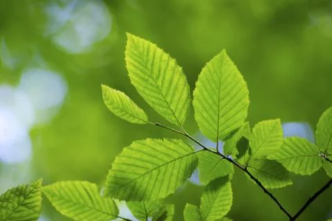 Spring Stock Photos