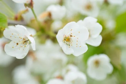 Spring Stock Photos
