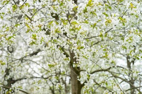 Spring Stock Photos