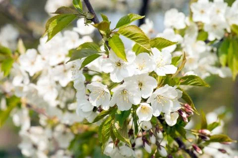Spring Stock Photos