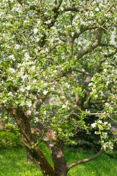 Spring Foto stock