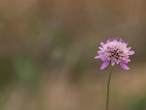 Spring Stock Photos