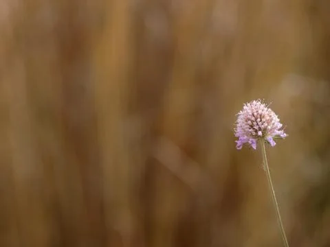 Spring Stock Photos