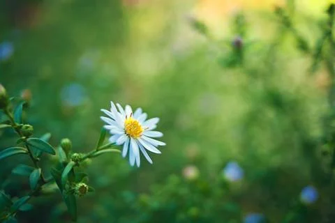 Spring 스톡 사진