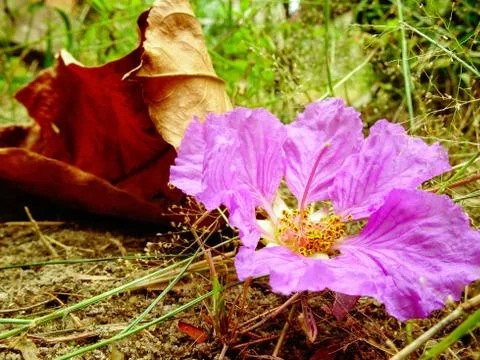 The spring Stock-Fotos