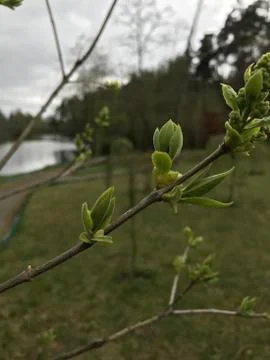 Spring. Stock Photos