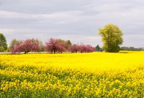 Spring Foto stock