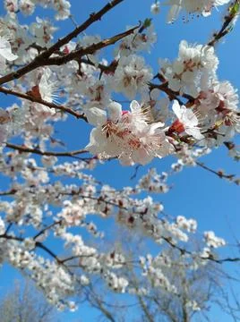 Spring Stock Photos