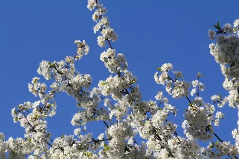 Spring. Stock Photos