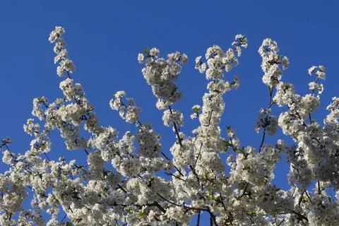 Spring. Stock Photos