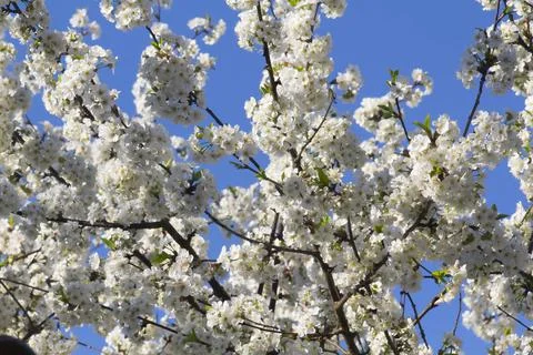 Spring. Stock Photos