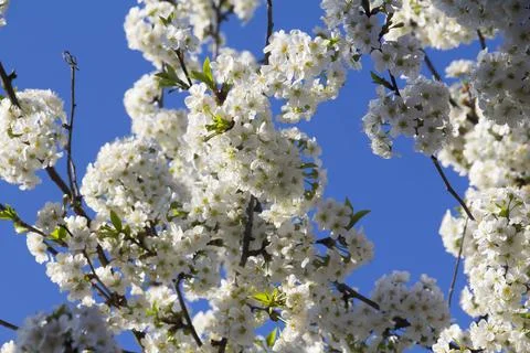 Spring. Stock Photos