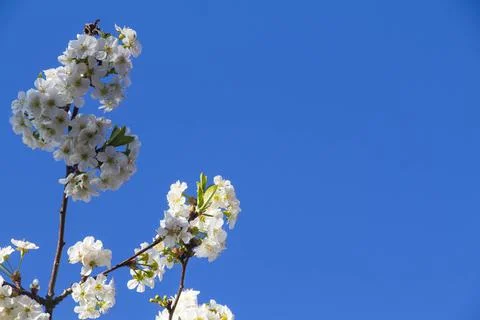 Spring. Stock Photos