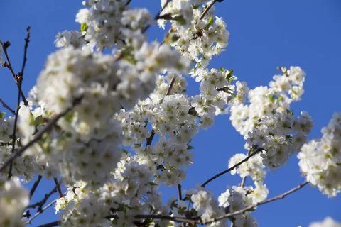 Spring. Stock Photos