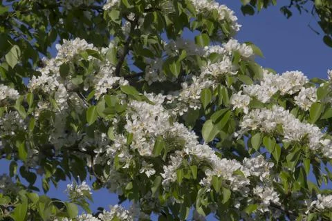 Spring. Stock Photos