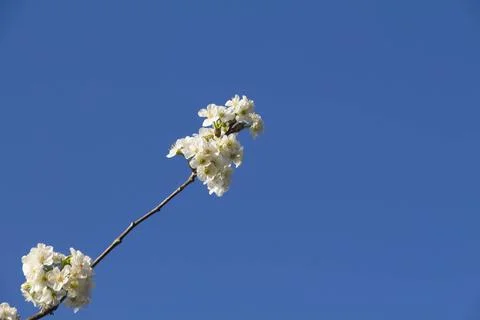 Spring. Stock Photos