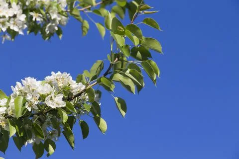 Spring. Stock Photos