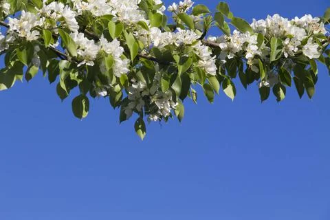 Spring. Stock Photos