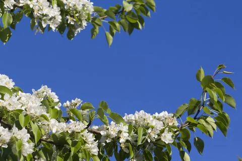 Spring. Stock Photos