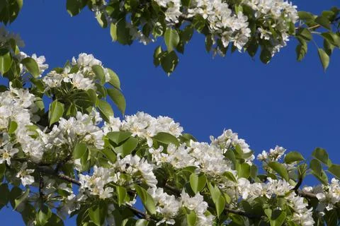 Spring. Stock Photos