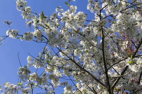 Spring. Stock Photos