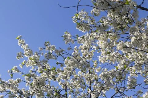 Spring. Stock Photos
