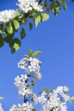 Spring. Stock Photos