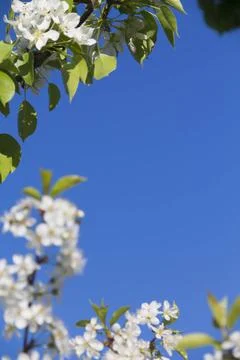 Spring. Stock Photos