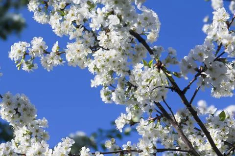 Spring. Stock Photos