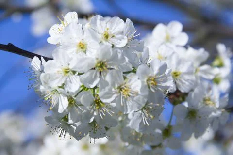 Spring. Stock Photos